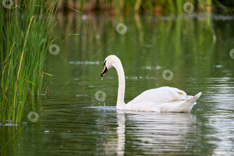 Скачать Дикий белый лебедь плавает по озеру с зеленой водой. фотосток Ozero
