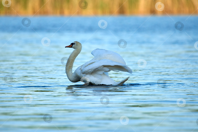 Скачать Дикий белый лебедь сидит на озере с голубой водой фотосток Ozero
