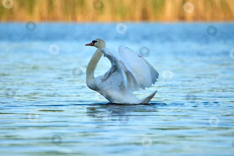 Скачать Дикий белый лебедь сидит на озере с голубой водой фотосток Ozero