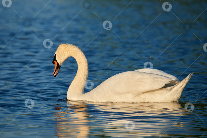 Скачать Дикий белый лебедь на озере с голубой водой в лучах заходящего солнца фотосток Ozero
