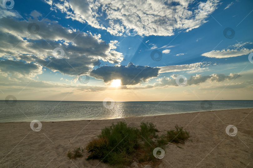 Скачать Зеленый куст на песчаном пляже на фоне заката фотосток Ozero