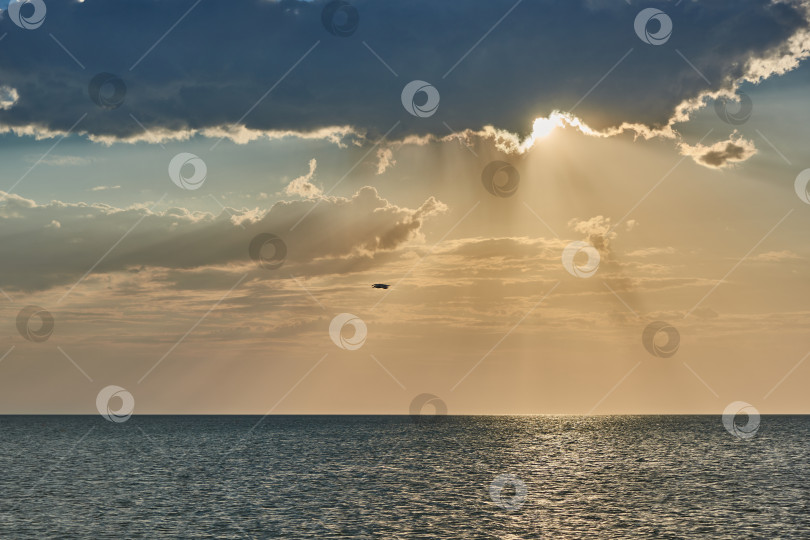 Скачать Чайка, летящая над морем в лучах заката. фотосток Ozero