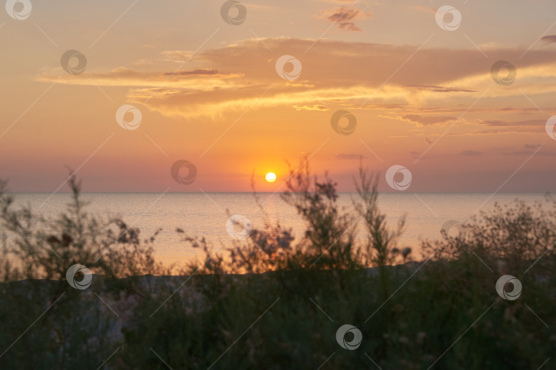 Скачать Зеленый куст на песчаном пляже на фоне заката фотосток Ozero
