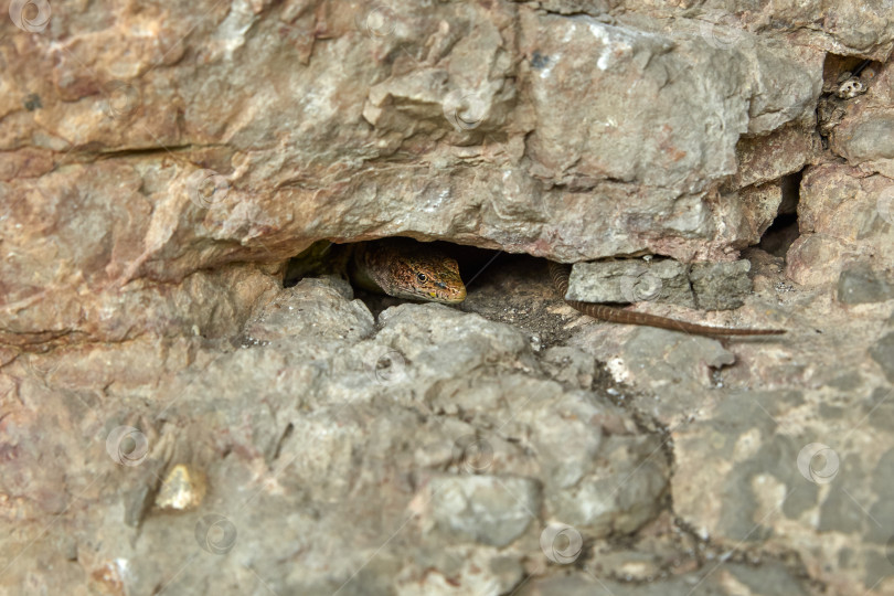 Скачать Ящерица выглядывает из расщелины в скале фотосток Ozero