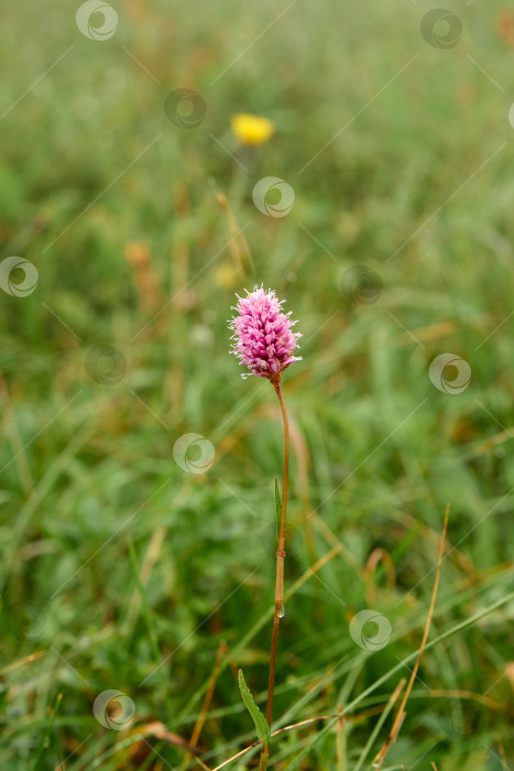 Скачать Розовый дикий цветок, покрытый росой, на фоне зеленой травы фотосток Ozero