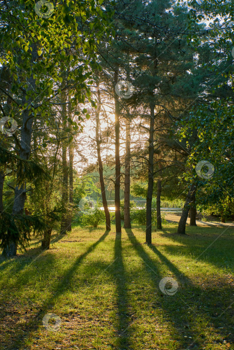 Скачать Лучи солнца пробиваются сквозь деревья в сосновом лесу фотосток Ozero