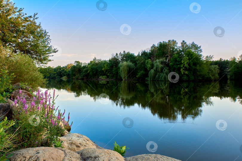 Скачать Озеро с голубой водой и небом, на переднем плане лаванда и круглые камни фотосток Ozero