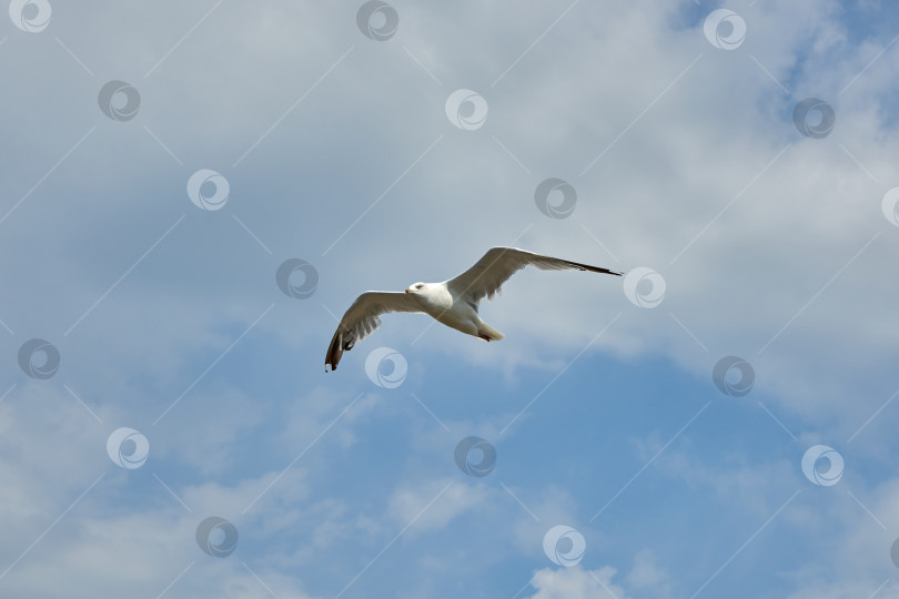 Скачать Чайка, летящая на фоне голубого облачного неба фотосток Ozero