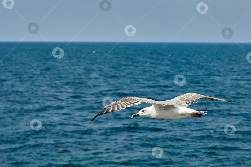 Скачать Чайка, летящая на фоне синего моря фотосток Ozero