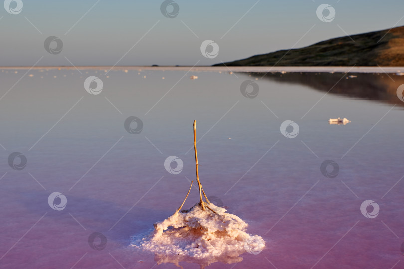 Скачать Растение в воде, посыпанное солью. фотосток Ozero