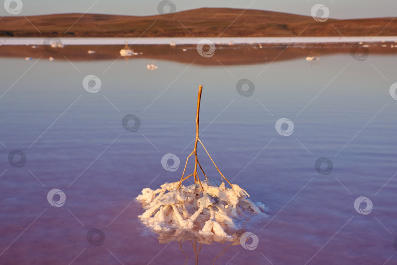 Скачать Растение в воде, посыпанное солью. фотосток Ozero