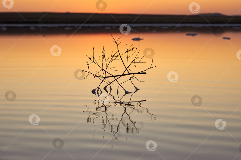 Скачать Растение в воде, посыпанное солью. фотосток Ozero