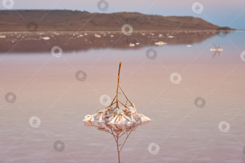 Скачать Растение в воде, посыпанное солью. фотосток Ozero