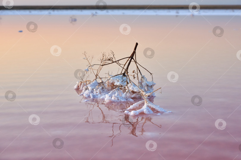 Скачать Растение в воде, посыпанное солью. фотосток Ozero