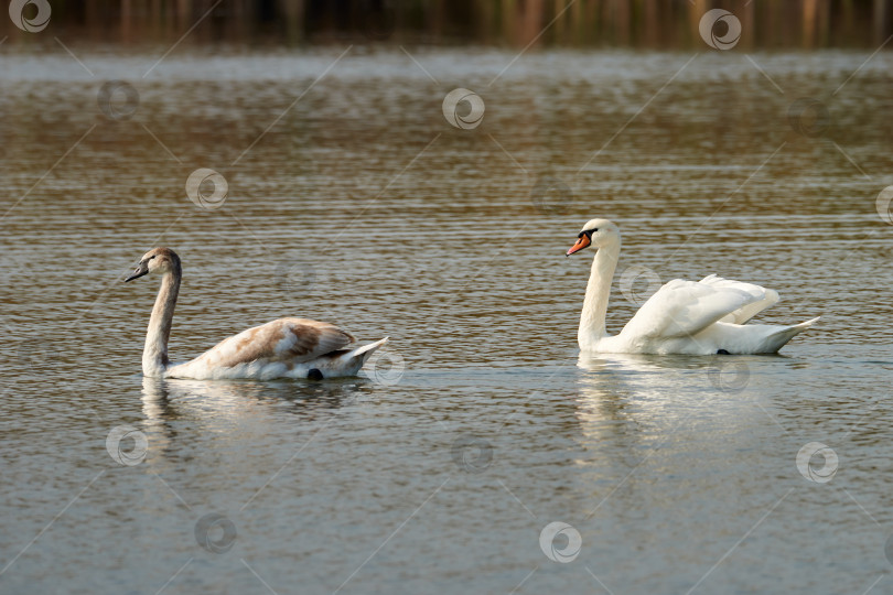 Скачать Лебедь-шипун и его взрослый птенец на озере. Лебедь олор фотосток Ozero