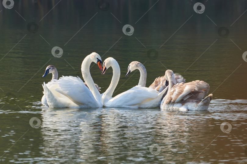 Скачать Семья лебедей-шипунов на озере. Лебедь олор фотосток Ozero