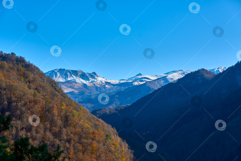 Скачать Заснеженный горный хребет, осенний лес на переднем плане фотосток Ozero