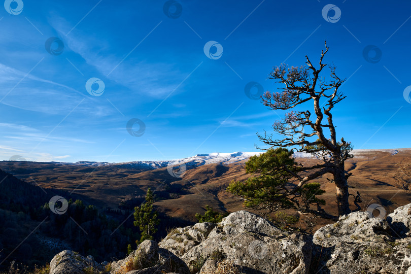 Скачать Одинокая сосна на скалистом утесе на фоне горного заснеженного плато фотосток Ozero