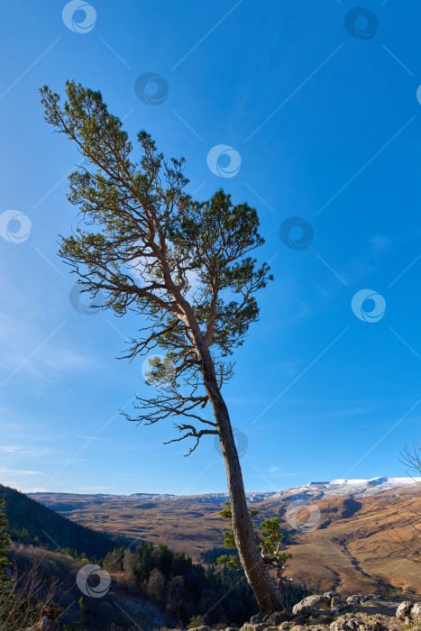 Скачать Одинокая сосна на краю обрыва на фоне горного плато фотосток Ozero