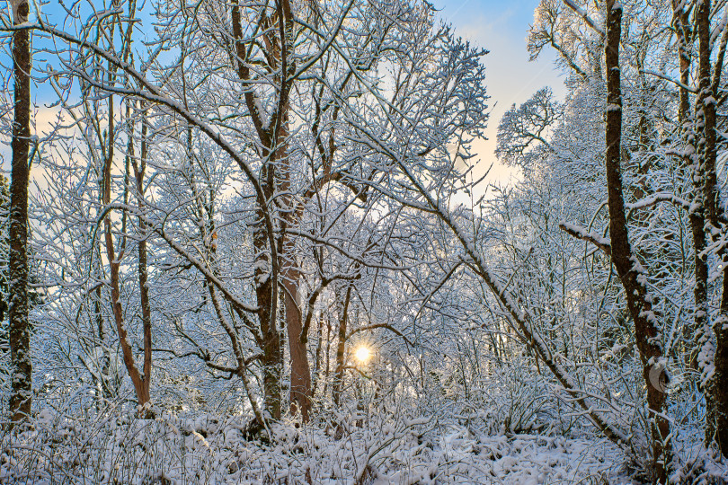Скачать Утро в зимнем лесу. Фрагмент северного зимнего заснеженного леса, освещенный лучами низко стоящего солнца фотосток Ozero