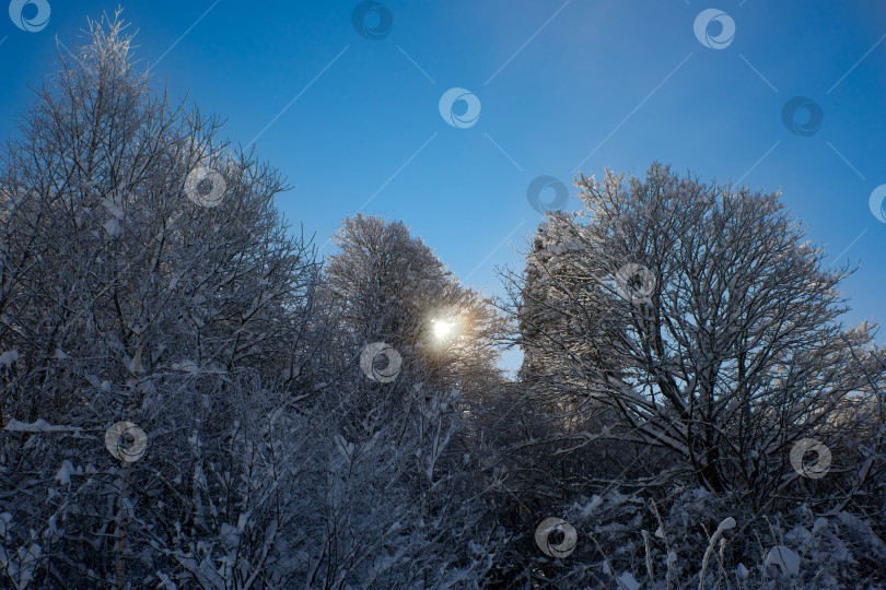 Скачать Ясным зимним днем солнце просвечивает сквозь заснеженные и покрытые инеем деревья фотосток Ozero