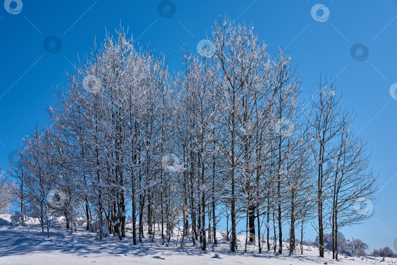 Скачать Деревья, покрытые снегом и инеем в морозный зимний день на фоне голубого неба фотосток Ozero