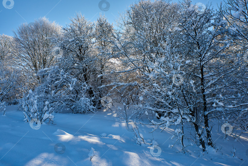 Скачать Ясным зимним днем солнце просвечивает сквозь заснеженные и покрытые инеем деревья фотосток Ozero