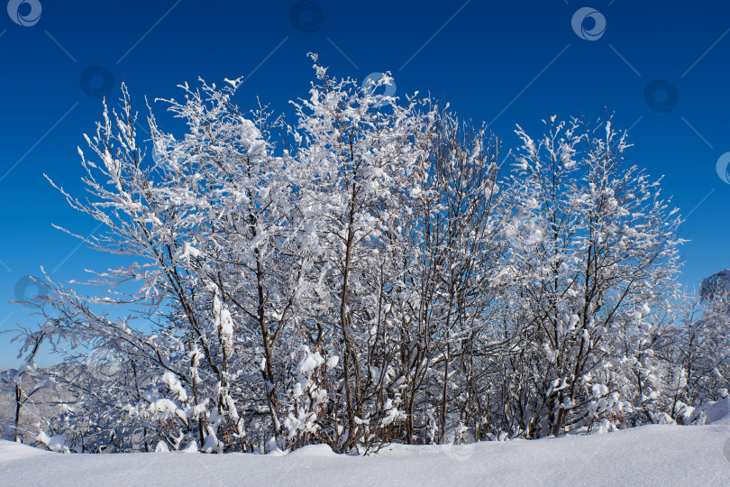 Скачать Деревья, покрытые снегом и инеем в морозный зимний день на фоне голубого неба фотосток Ozero