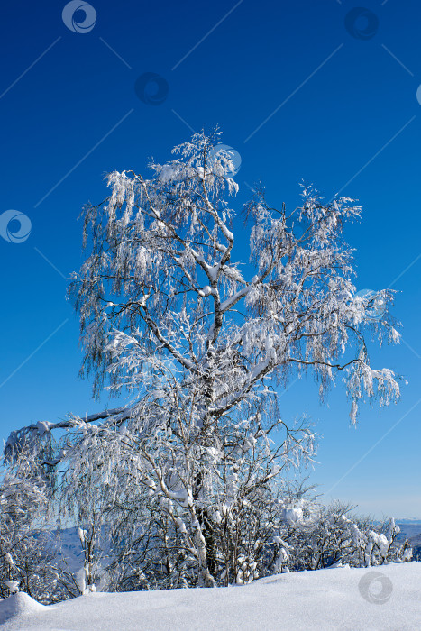 Скачать Одинокое заснеженное дерево на фоне голубого неба. фотосток Ozero