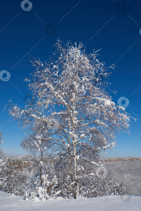 Скачать Одинокое заснеженное дерево на фоне голубого неба. фотосток Ozero