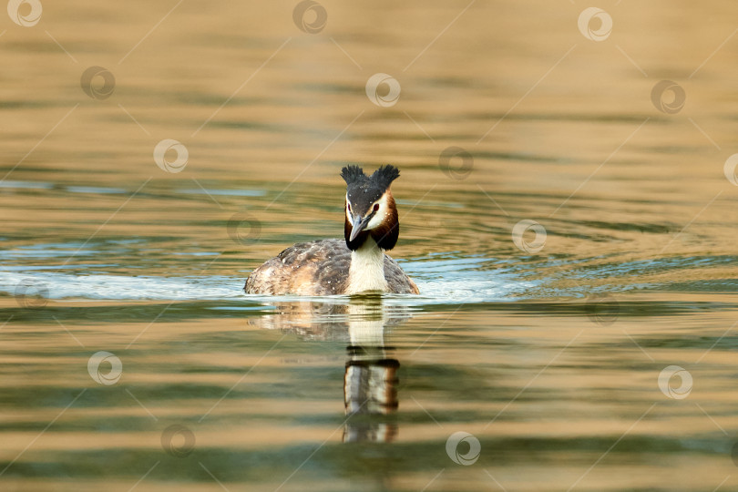 Скачать Большая хохлатая поганка (Podiceps cristatus) в своей естественной среде обитания. фотосток Ozero