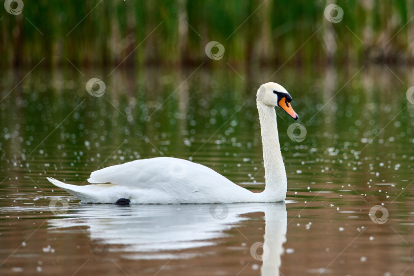 Скачать Безмолвный лебедь плавает по пруду под дождем. Лебедь олор фотосток Ozero