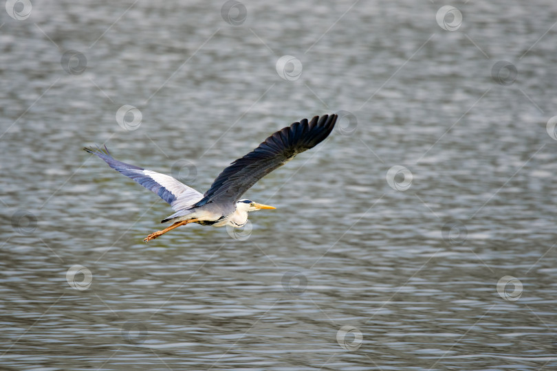 Скачать Серая цапля (Ardea cinerea) летит над водой. Полет серой цапли фотосток Ozero
