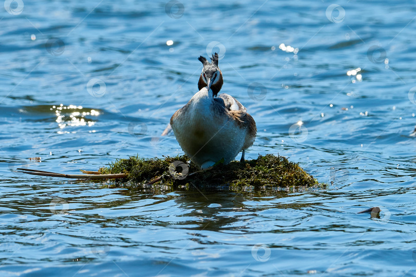 Скачать Большая хохлатая поганка (Podiceps cristatus) высиживает яйца в плавательном гнезде. фотосток Ozero