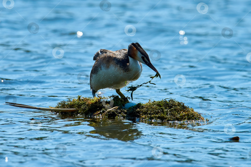 Скачать Большая хохлатая поганка (Podiceps cristatus) высиживает яйца в плавательном гнезде. фотосток Ozero
