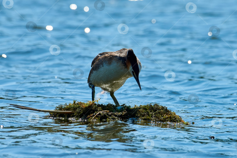 Скачать Большая хохлатая поганка (Podiceps cristatus) высиживает яйца в плавательном гнезде. фотосток Ozero