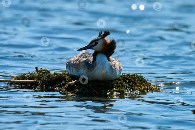 Скачать Большая хохлатая поганка (Podiceps cristatus) высиживает яйца в плавательном гнезде. фотосток Ozero