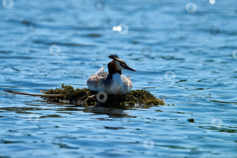 Скачать Большая хохлатая поганка (Podiceps cristatus) высиживает яйца в плавательном гнезде. фотосток Ozero