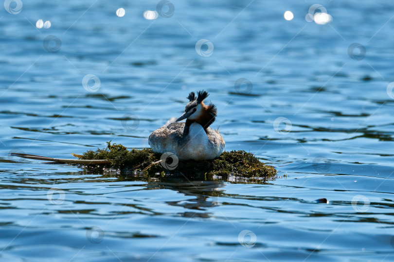 Скачать Большая хохлатая поганка (Podiceps cristatus) высиживает яйца в плавательном гнезде. фотосток Ozero