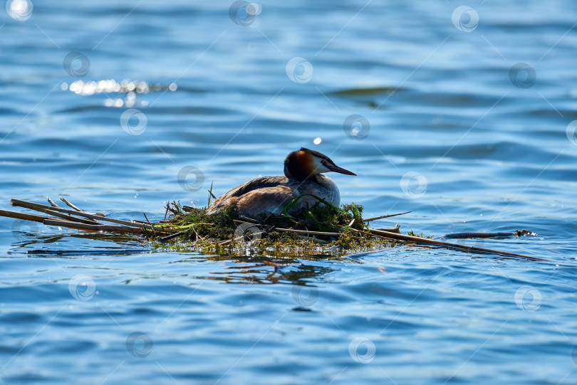 Скачать Большая хохлатая поганка (Podiceps cristatus) высиживает яйца в плавательном гнезде. фотосток Ozero