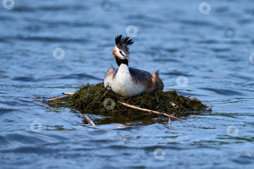 Скачать Большая хохлатая поганка (Podiceps cristatus) высиживает яйца в плавательном гнезде. фотосток Ozero