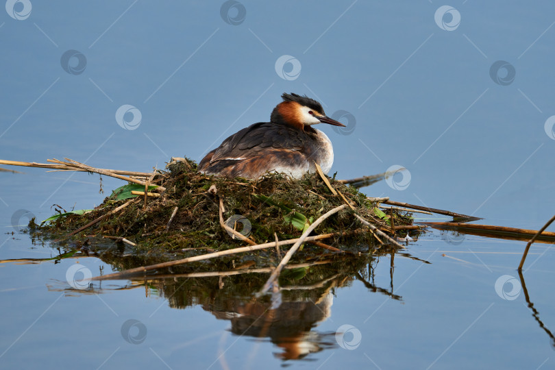 Скачать Большая хохлатая поганка (Podiceps cristatus) высиживает яйца в плавательном гнезде. фотосток Ozero