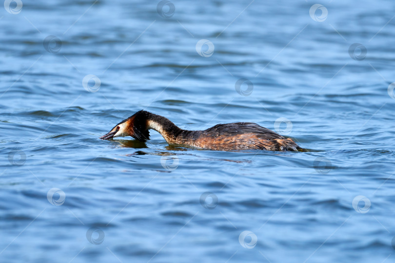 Скачать Большая хохлатая поганка (Podiceps cristatus) ищет добычу в воде фотосток Ozero