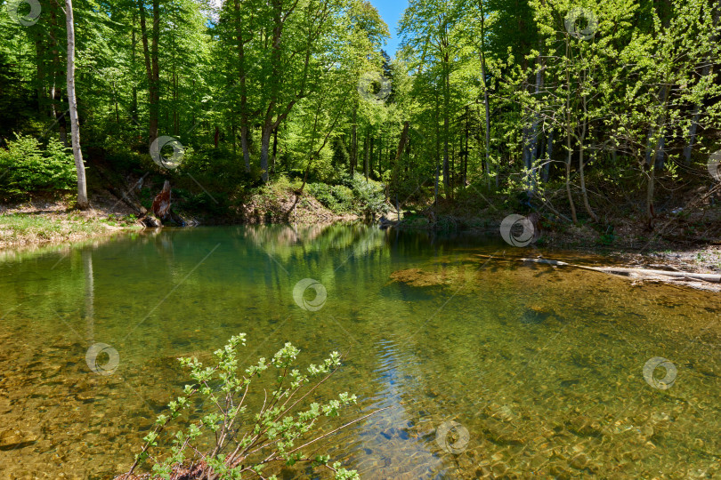 Скачать Небольшое озеро с прозрачной водой, окруженное зеленым лесом. фотосток Ozero