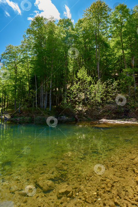 Скачать Небольшое озеро с прозрачной водой, окруженное зеленым лесом. фотосток Ozero