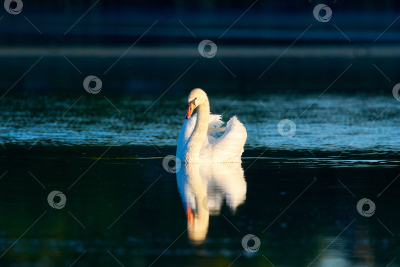 Скачать Безмолвный лебедь плывет по зеркальной глади дикого озера. Лебедь олор фотосток Ozero