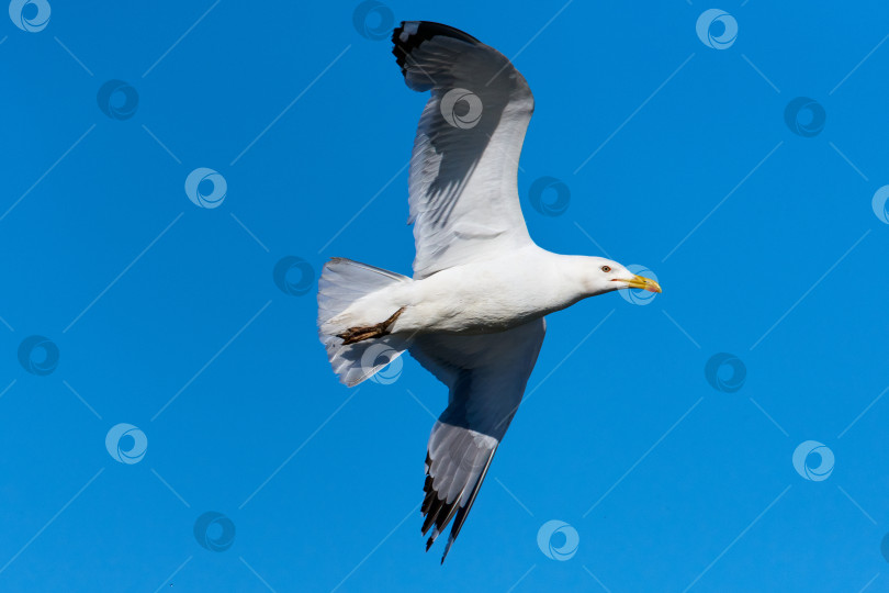 Скачать Чайка в полете на фоне голубого неба. Летящая чайка фотосток Ozero