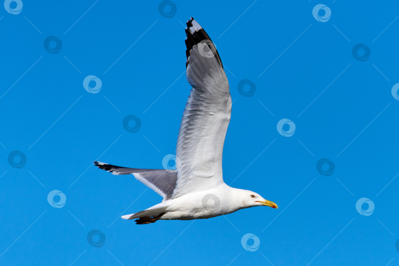 Скачать Чайка в полете на фоне голубого неба. Летящая чайка фотосток Ozero