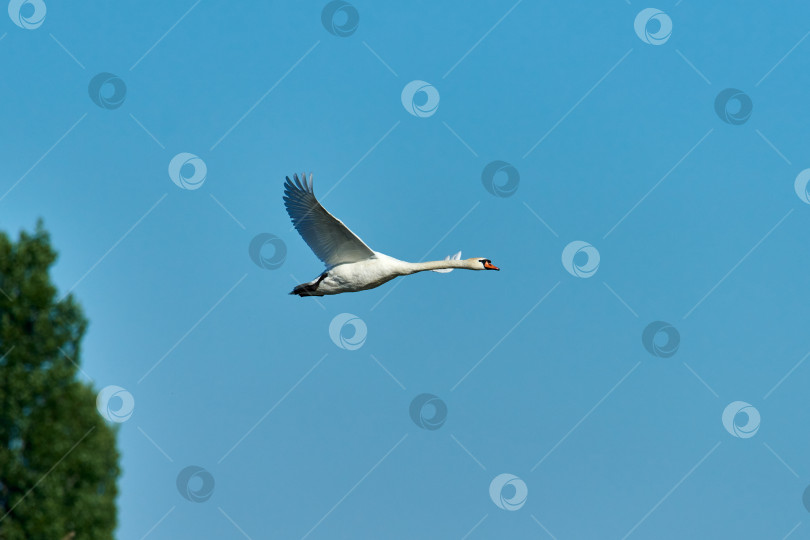 Скачать Безмолвный лебедь в полете на фоне голубого неба. Полет немого лебедя фотосток Ozero