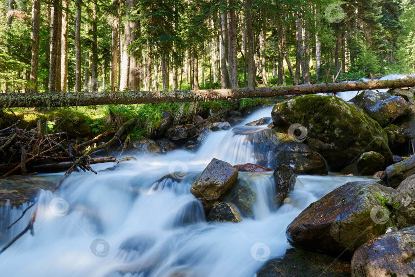 Скачать Горная река течет среди валунов и соснового леса фотосток Ozero